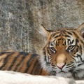 Tiger, Tierpark