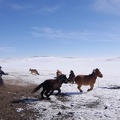 Mongolei, Pferde einfangen