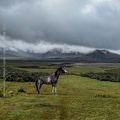 Pferd, Ecuador