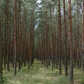 Kiefern