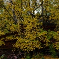 Berlin Garten