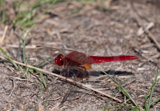 Insekten | Insects
