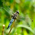 Libelle Spitzenfleck