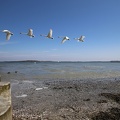 Schwanenflug