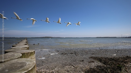 Schwanenflug