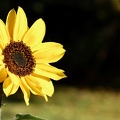 Sonnenblume