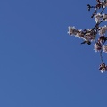 Kirschblüten