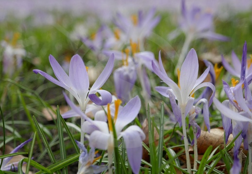 Blumen | Flowers