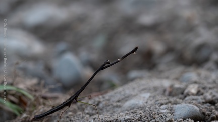 Streifen-Stabheuschrecke