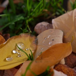 Makros und Close-Ups