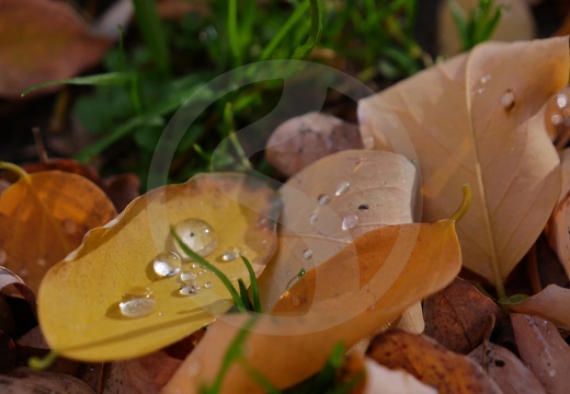 Makros und Close-Ups