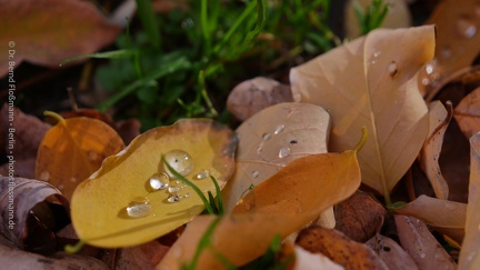 Regen auf Herbstblättern