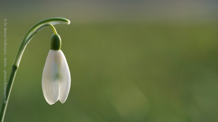 Schneeglöckchen