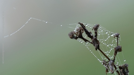 Regentropfen an Spinnweben