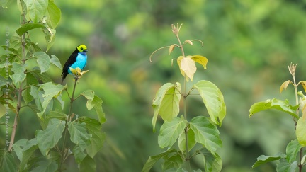 Schillertangare, Ecuador