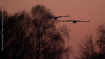 Kraniche am Abend