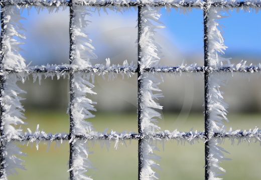 Raureif | Hoarfrost